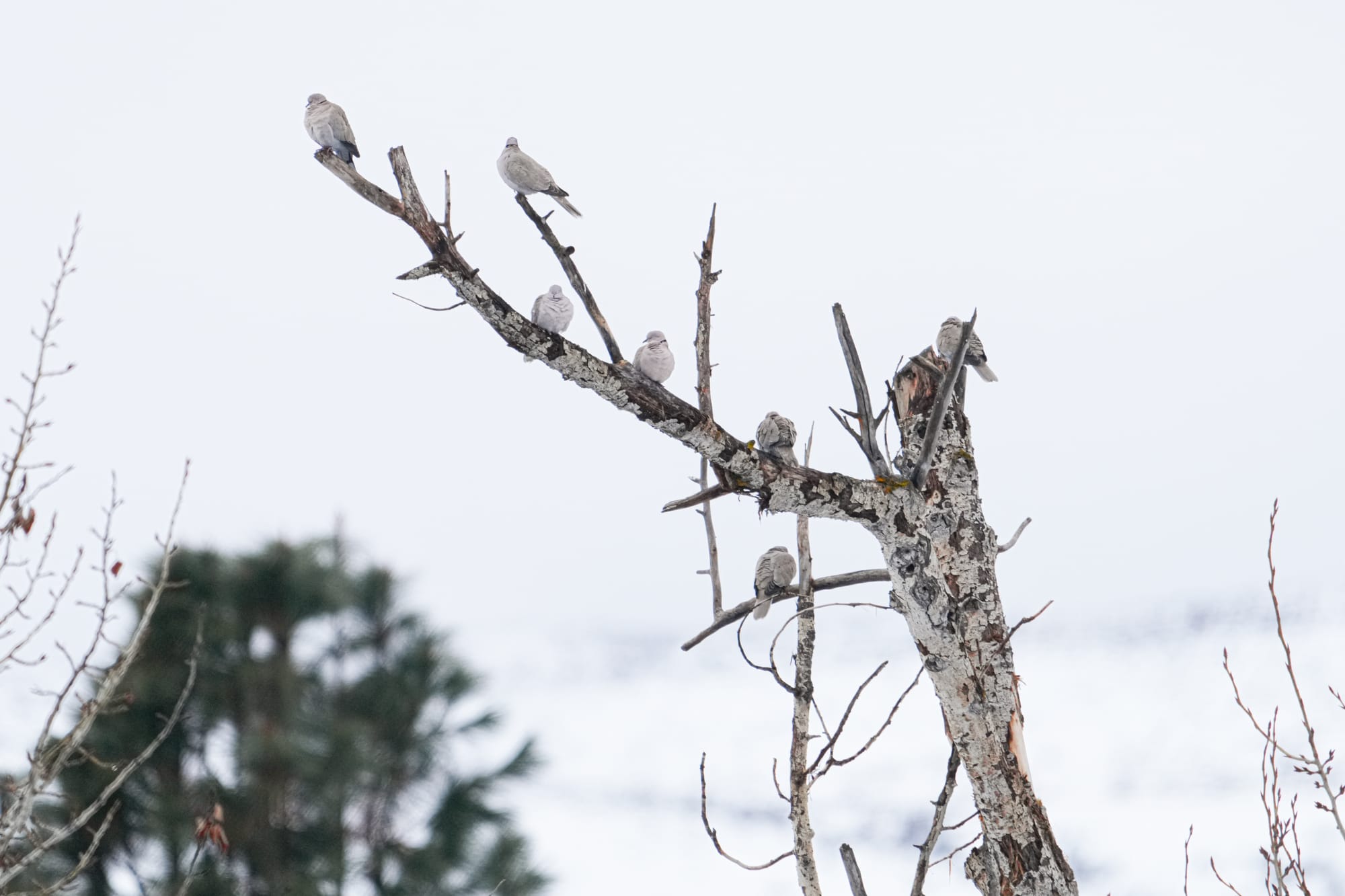 Eurasian collared doves