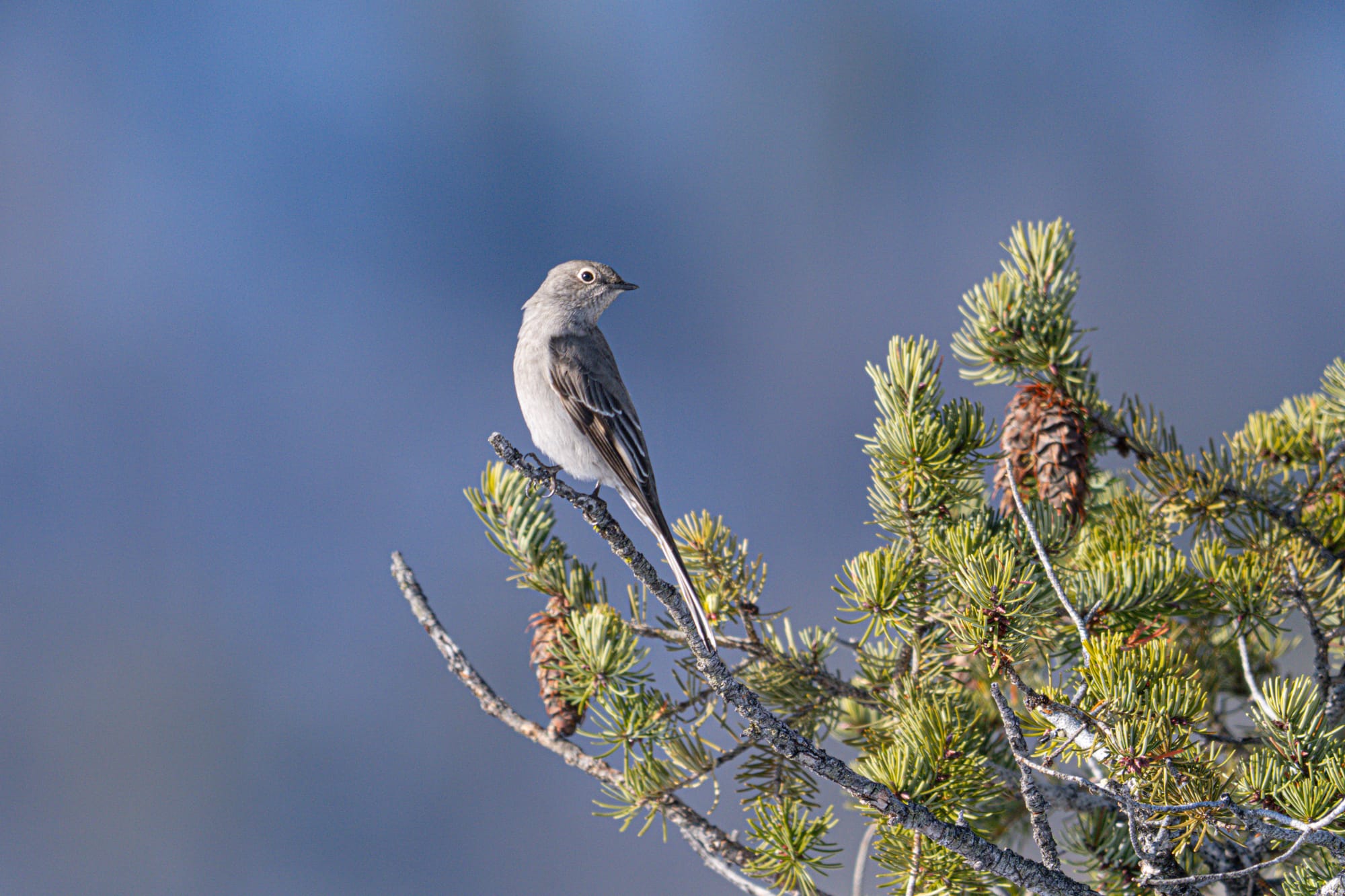 Townsend's solitaire