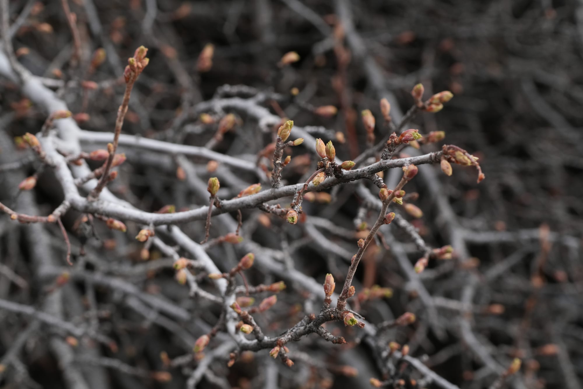 serviceberry