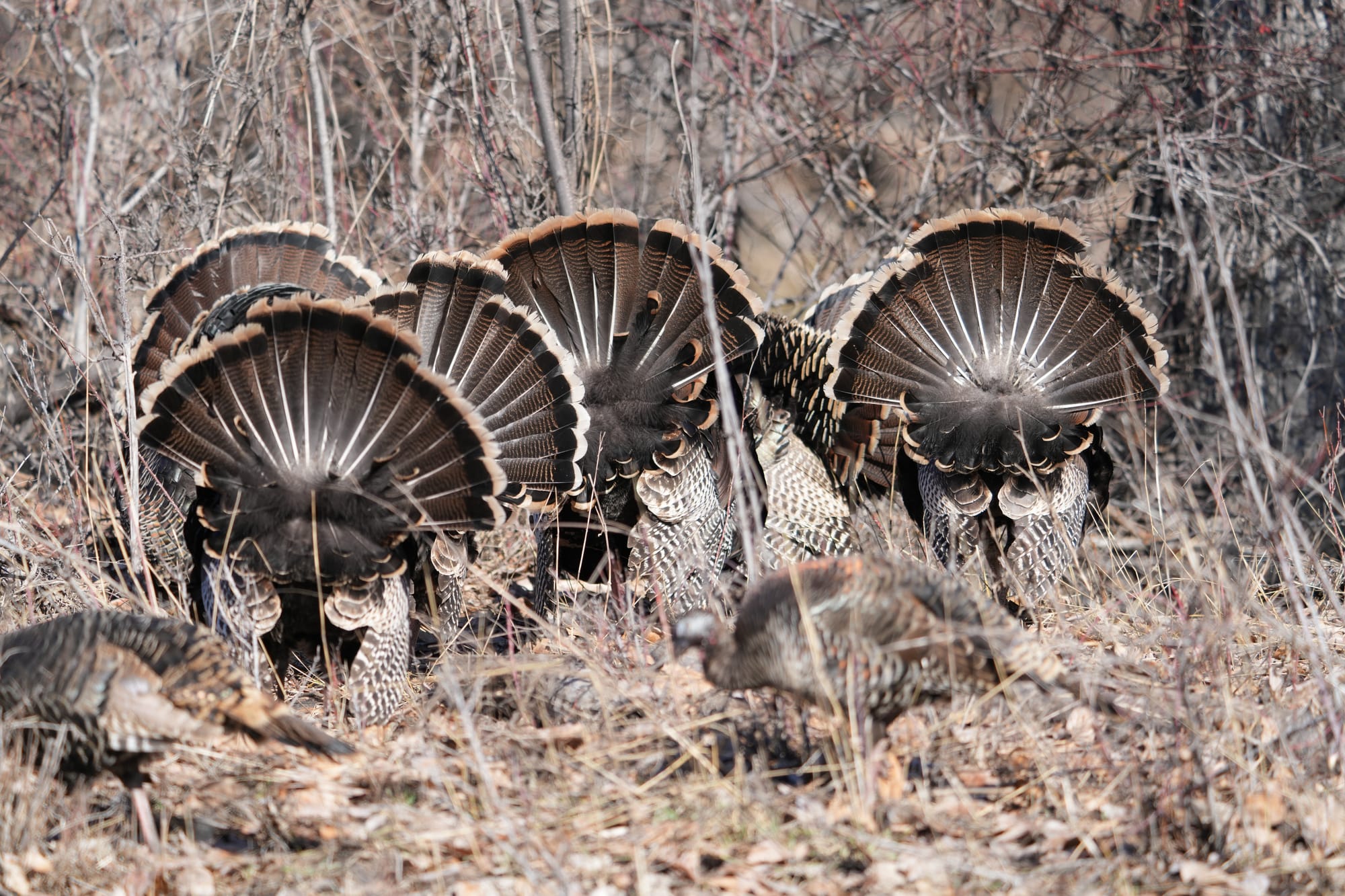 wild turkeys