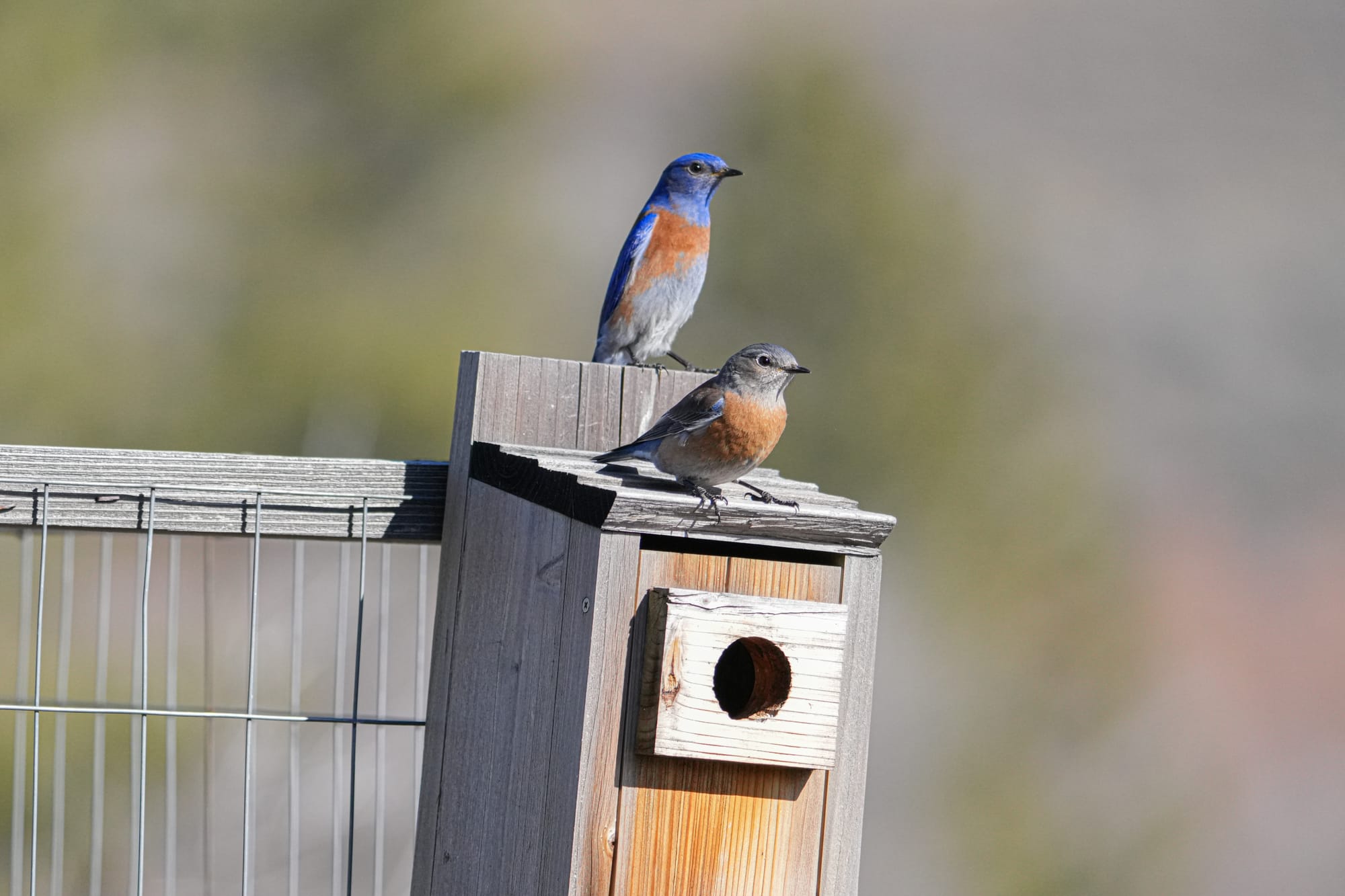 western bluebirds