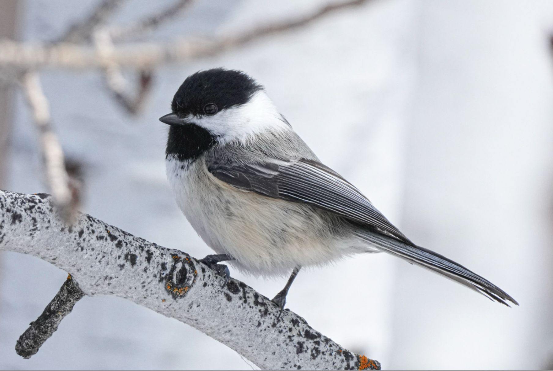 black-capped chickadee