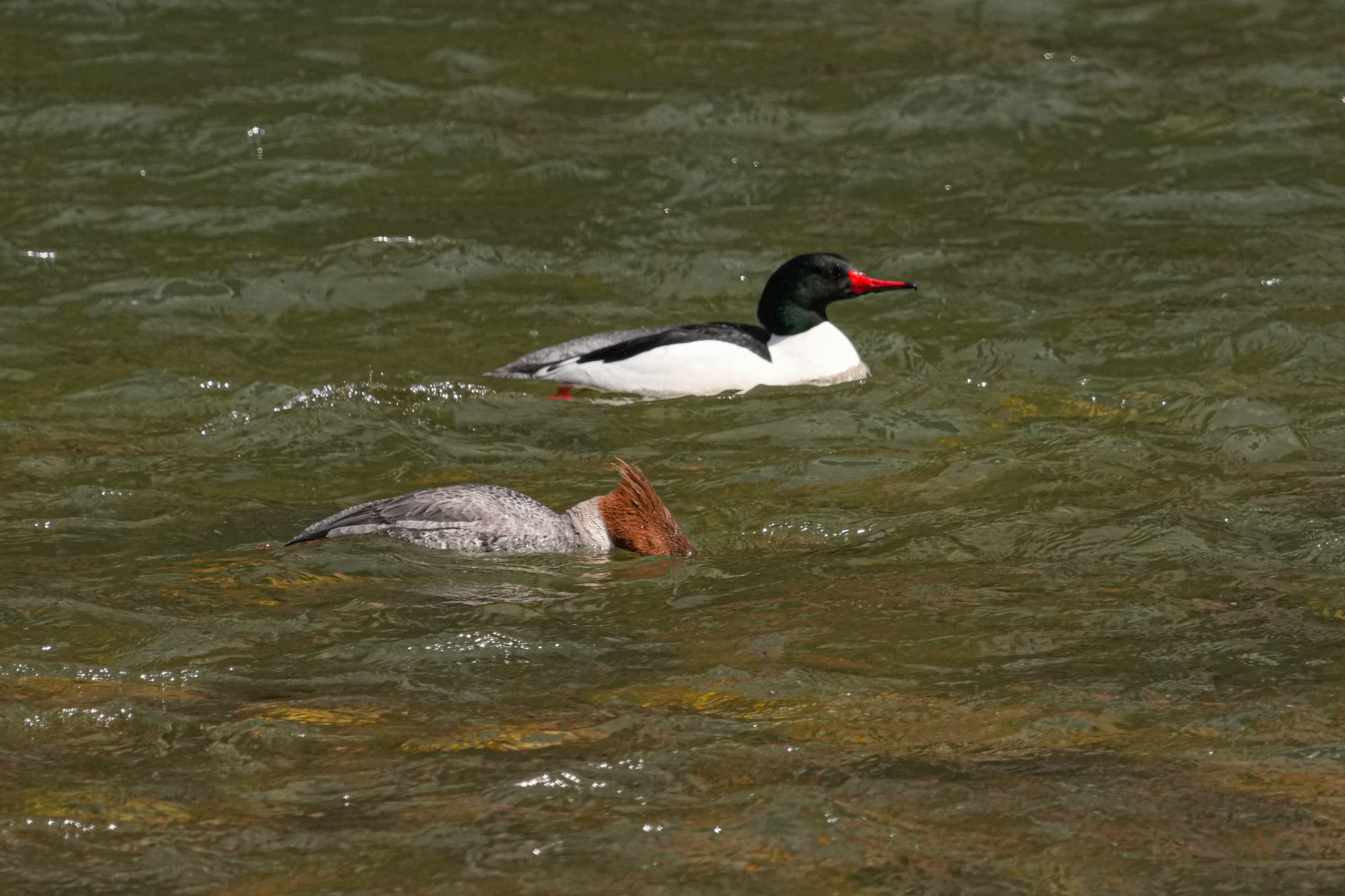 common merganser