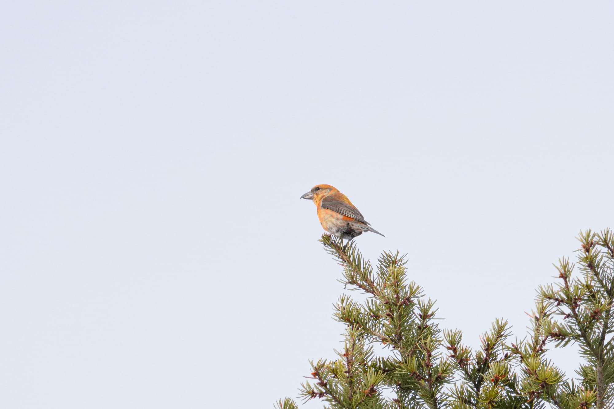 red crossbill