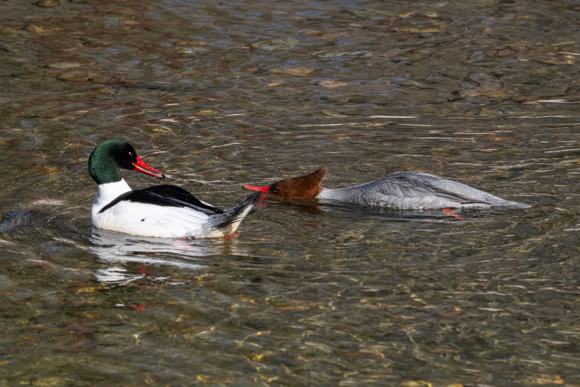 common mergansers