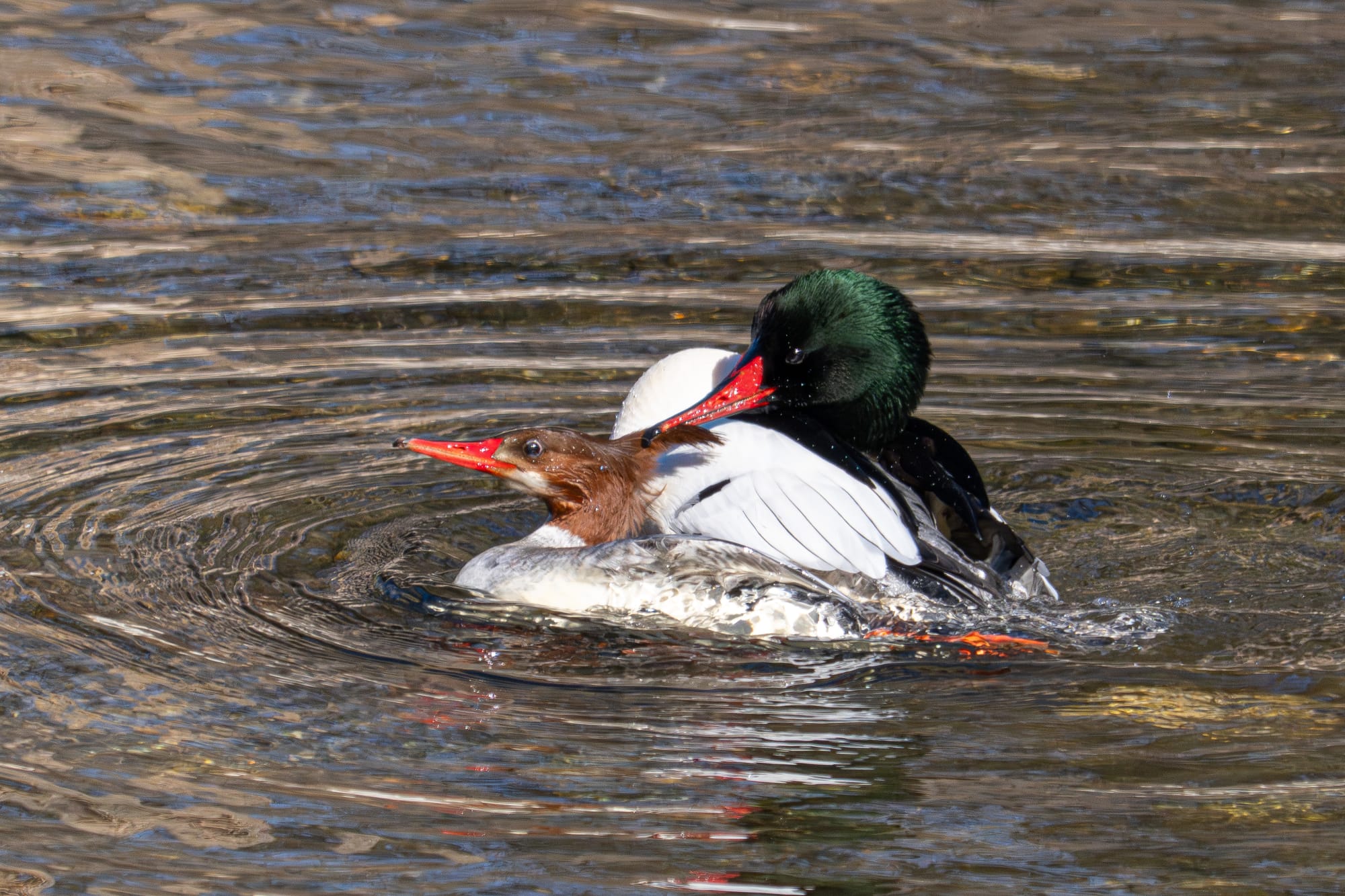 common mergansers mating