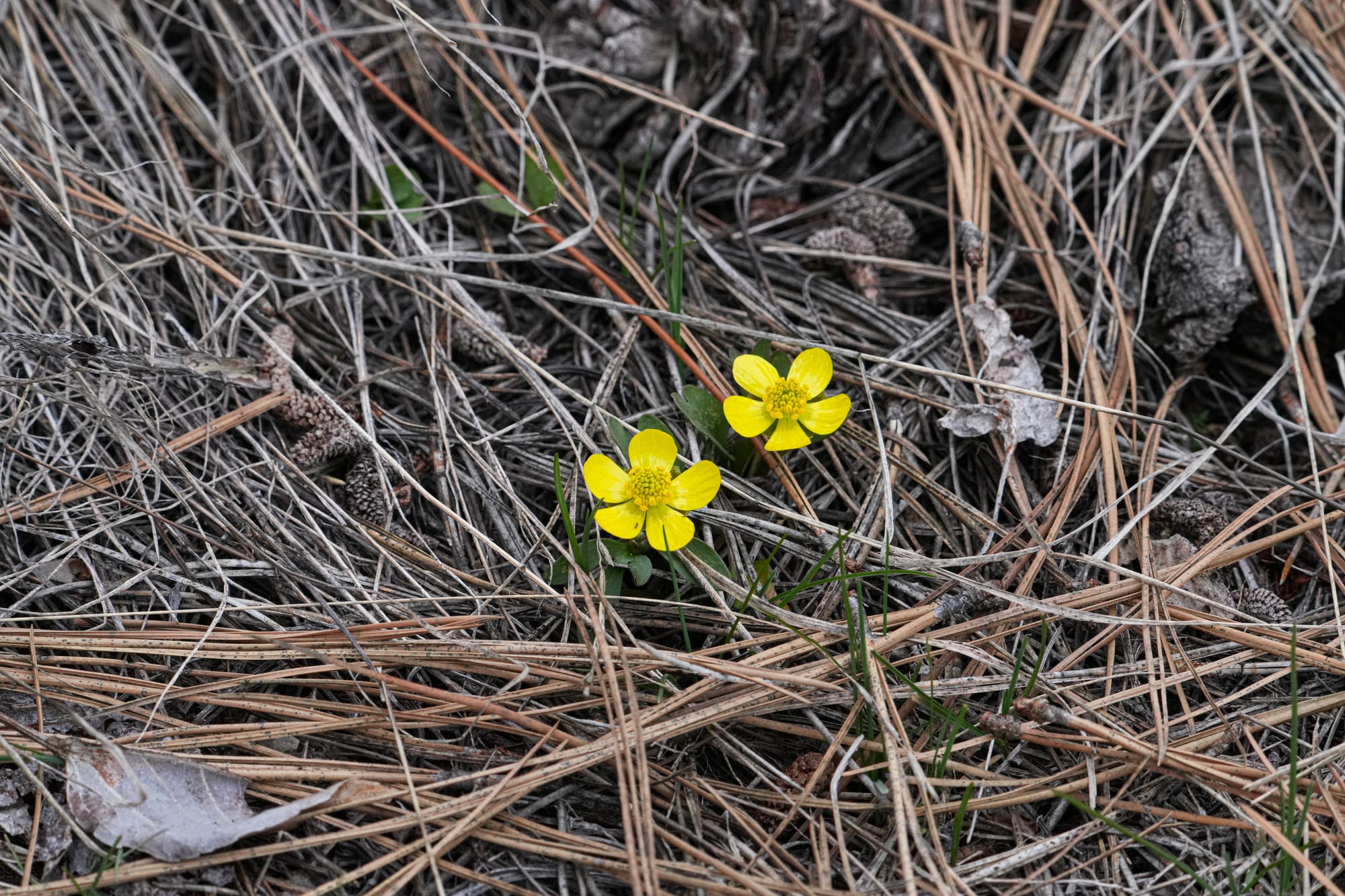 sagebrush buttercup