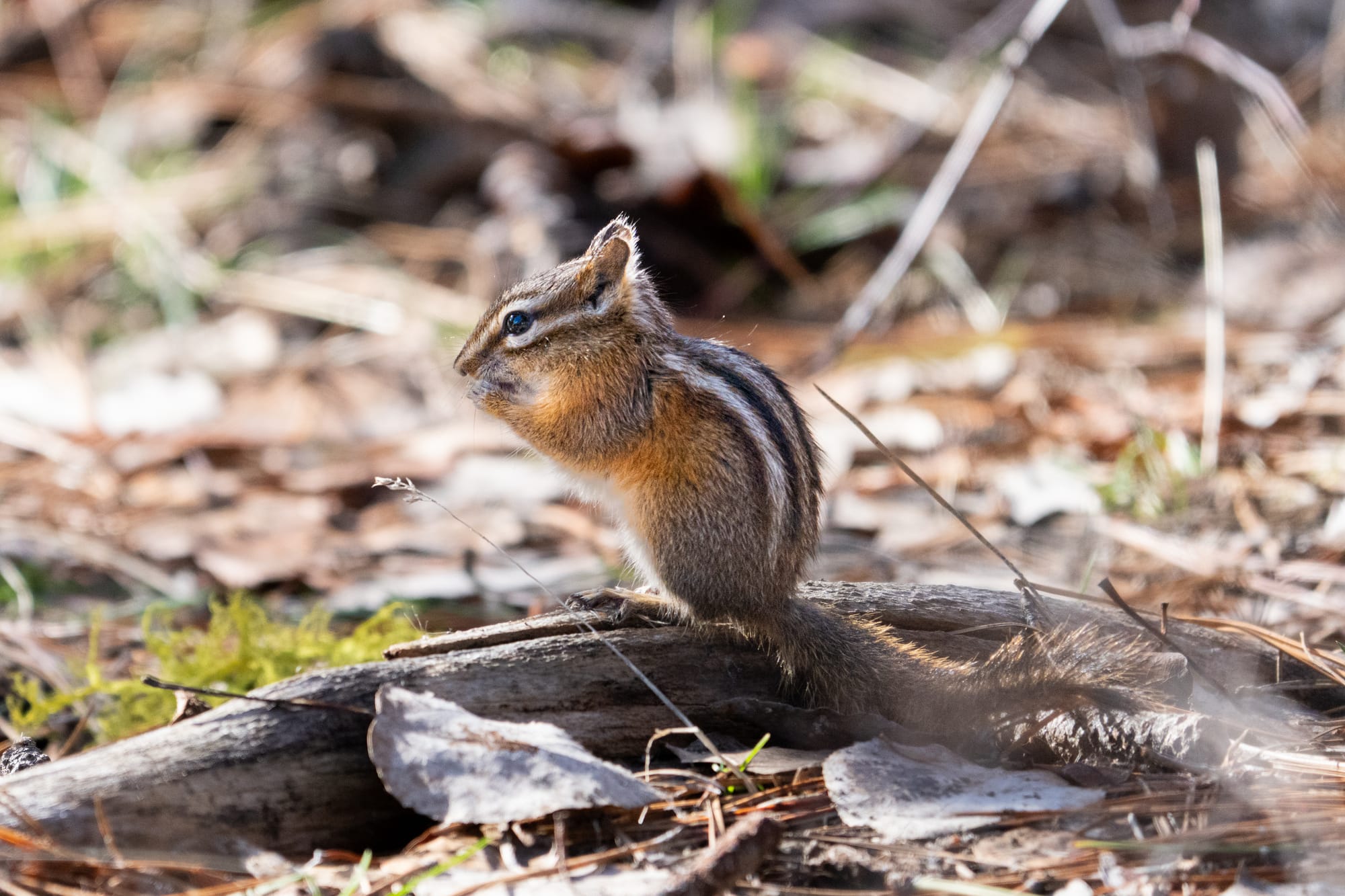 yellow-pine chipmunk