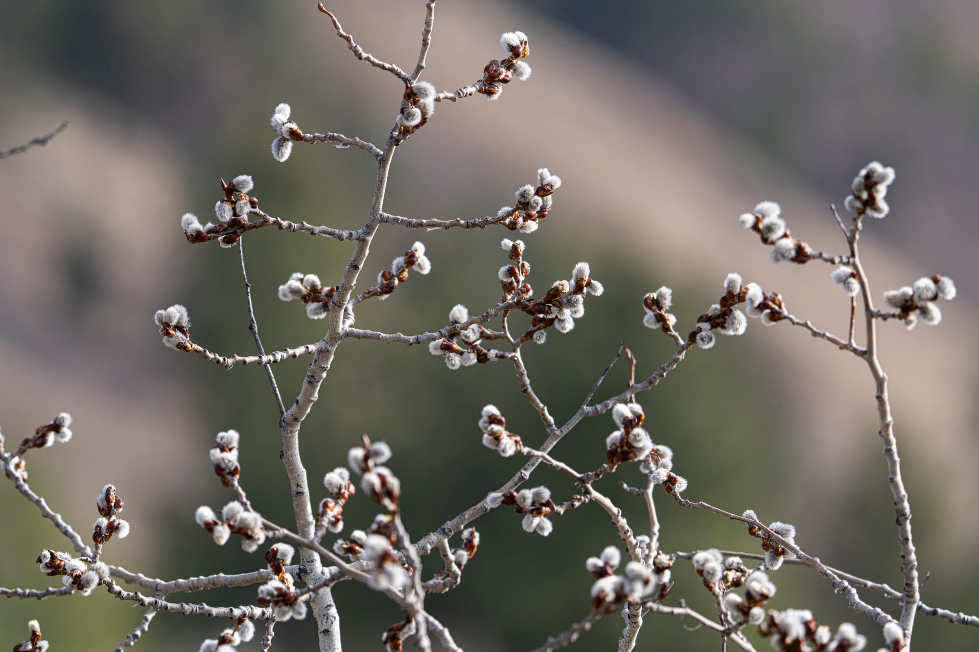 aspen catkins