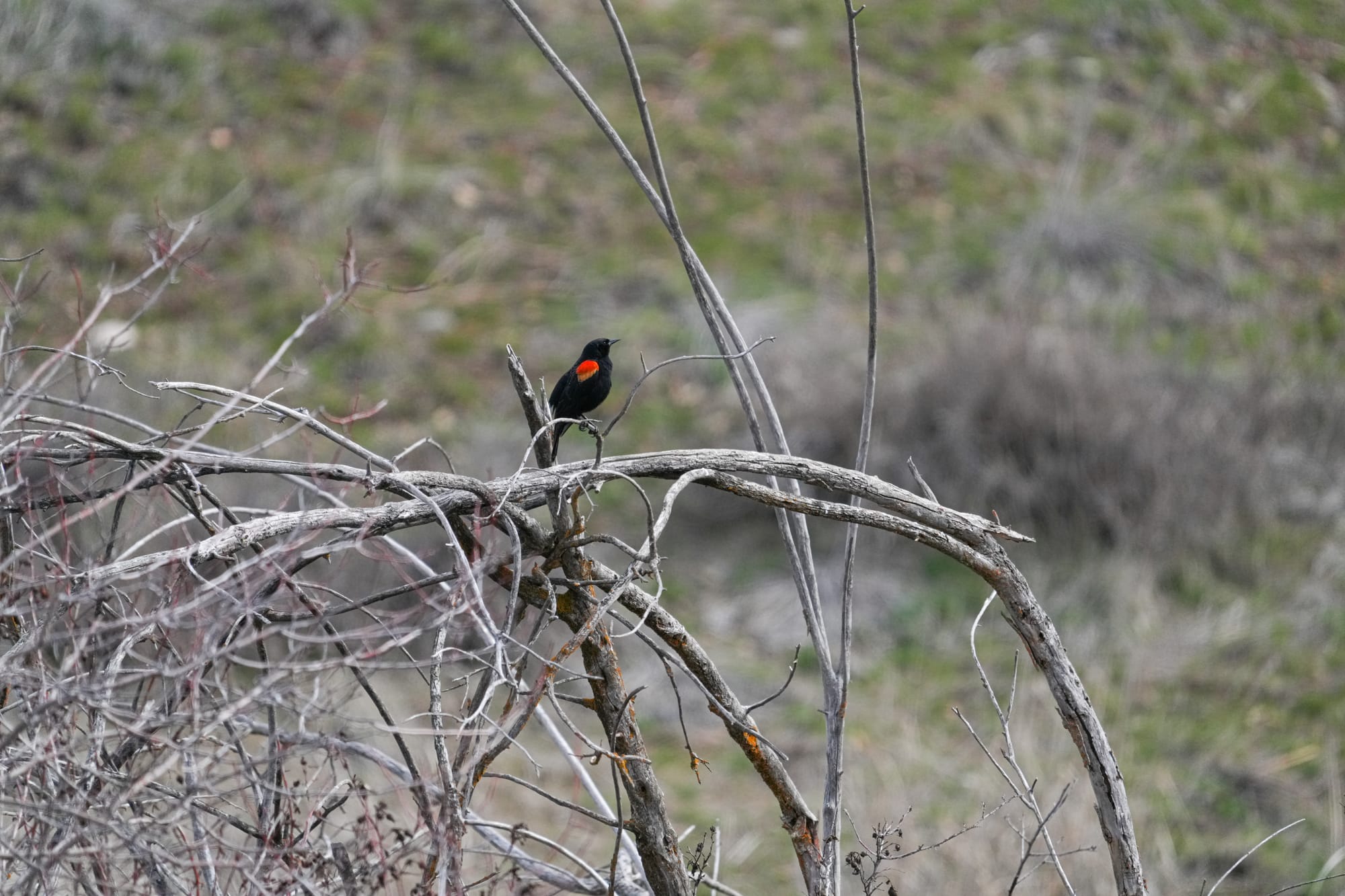 red-winged blackbird