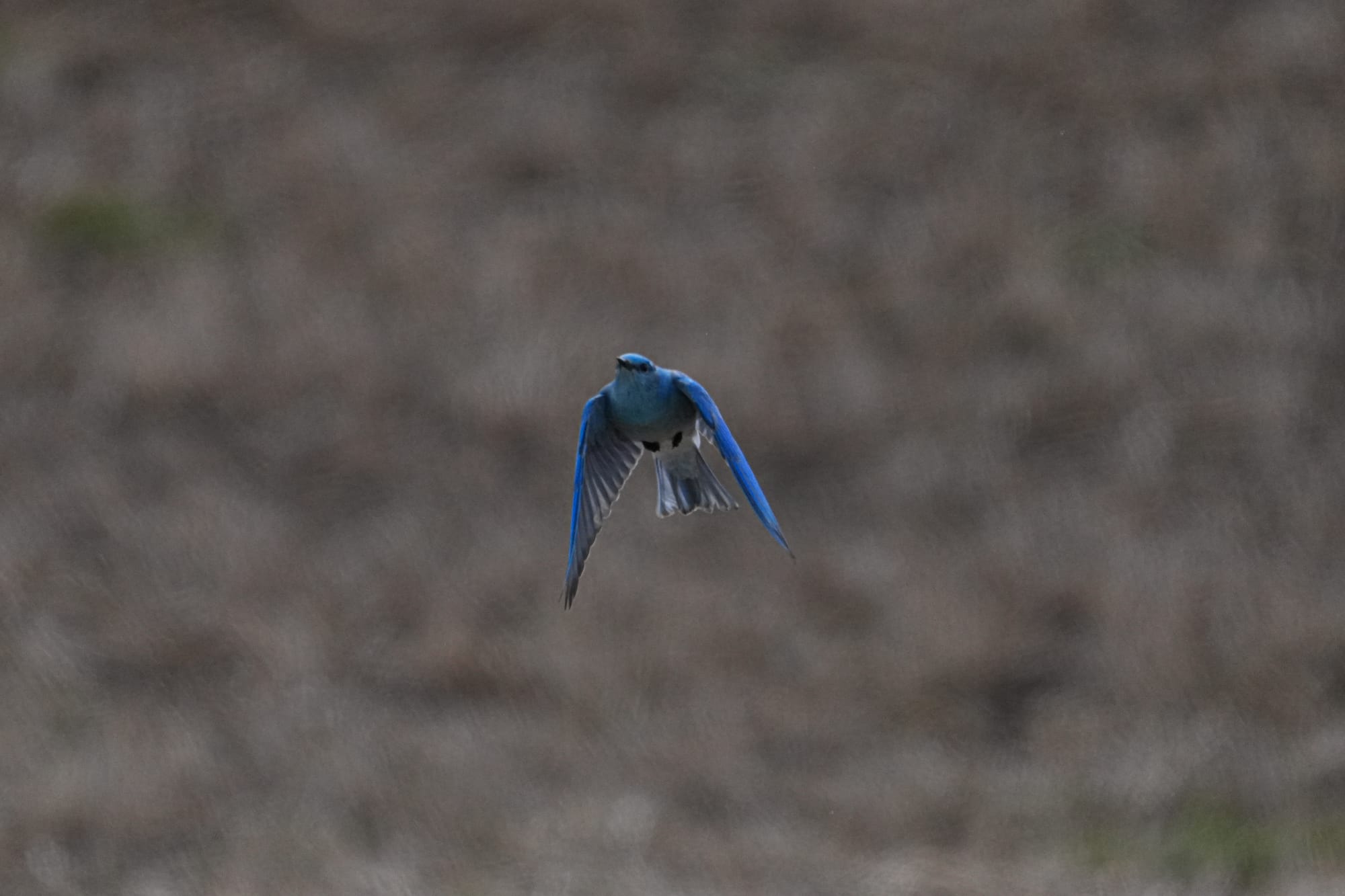 mountain bluebird
