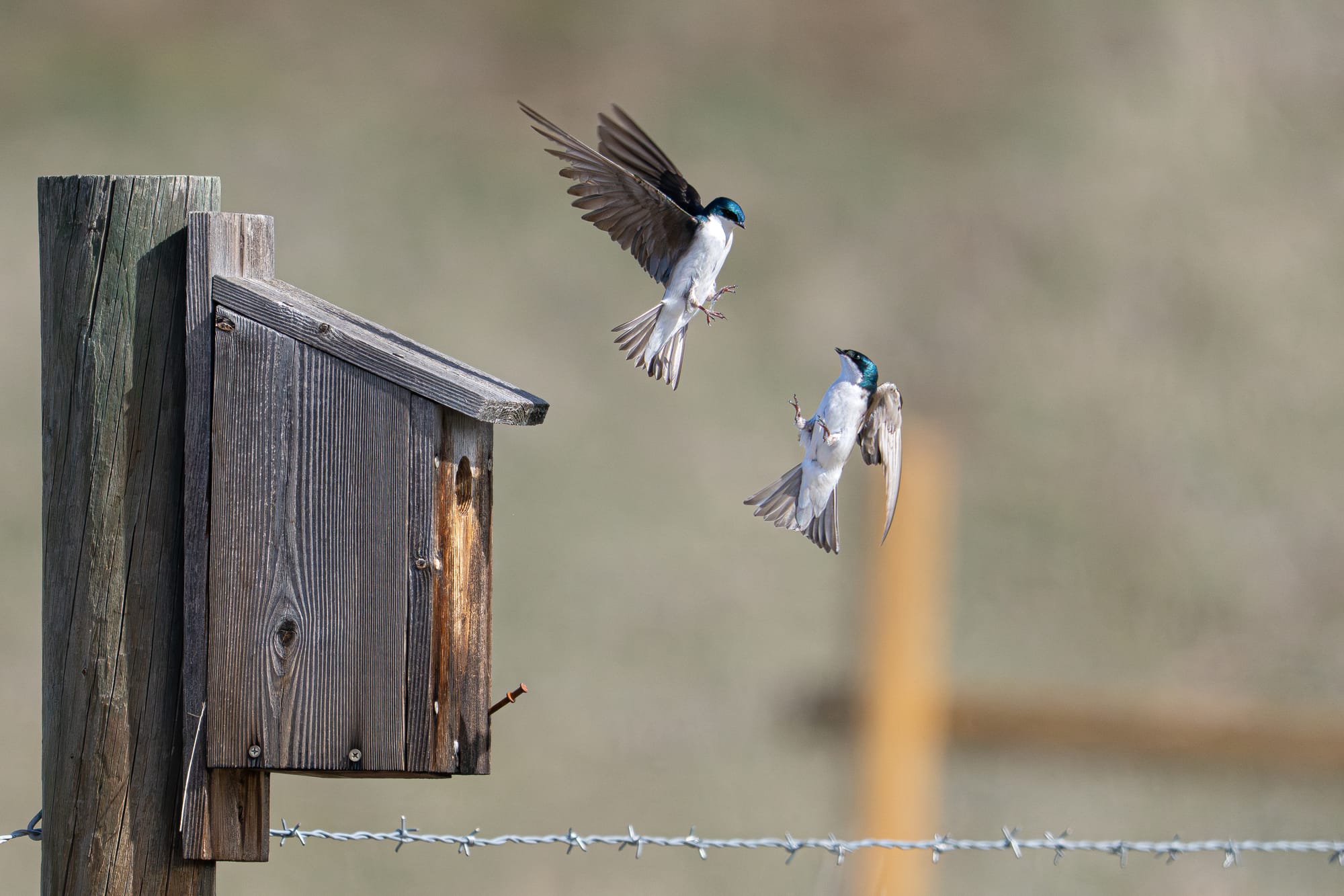 tree swallows fighting