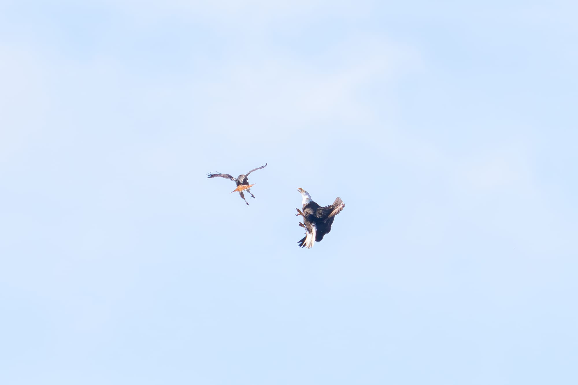 red-tailed hawk and bald eagle