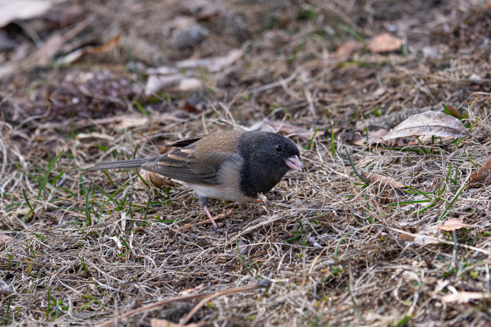 dark-eyed junco