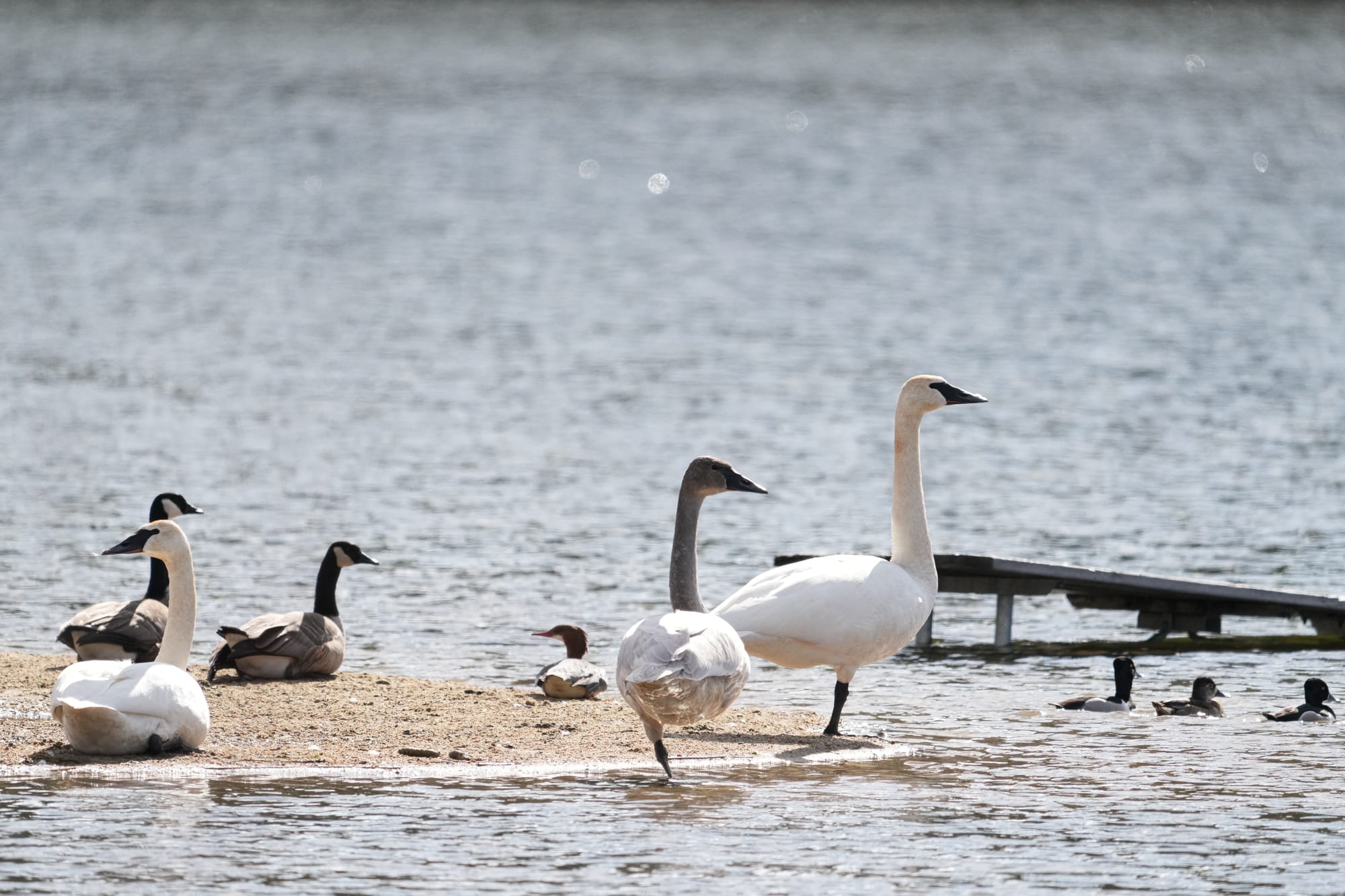 trumpeter swans