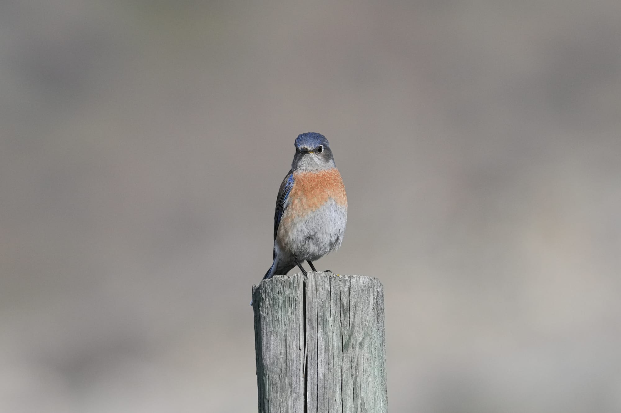 western bluebird