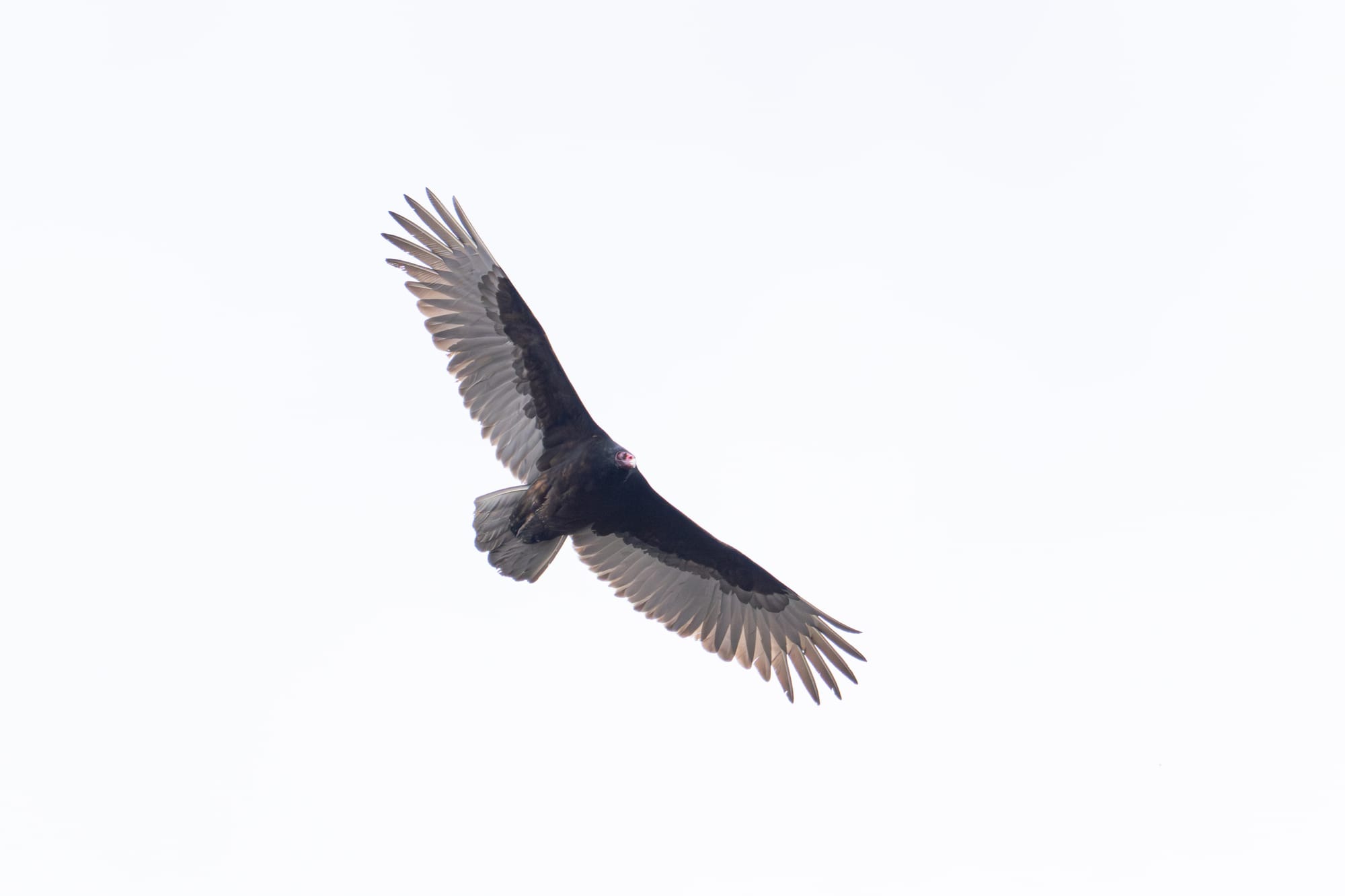 turkey vulture