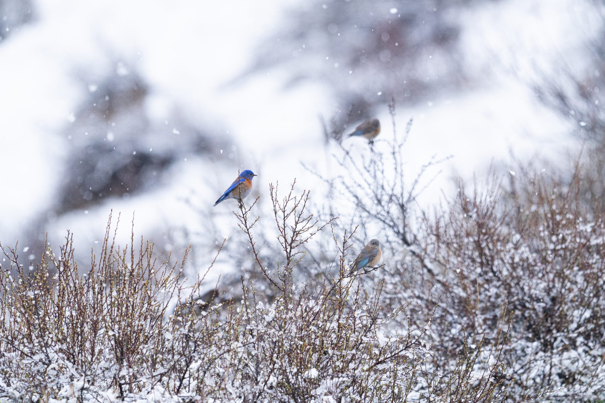 western bluebirds