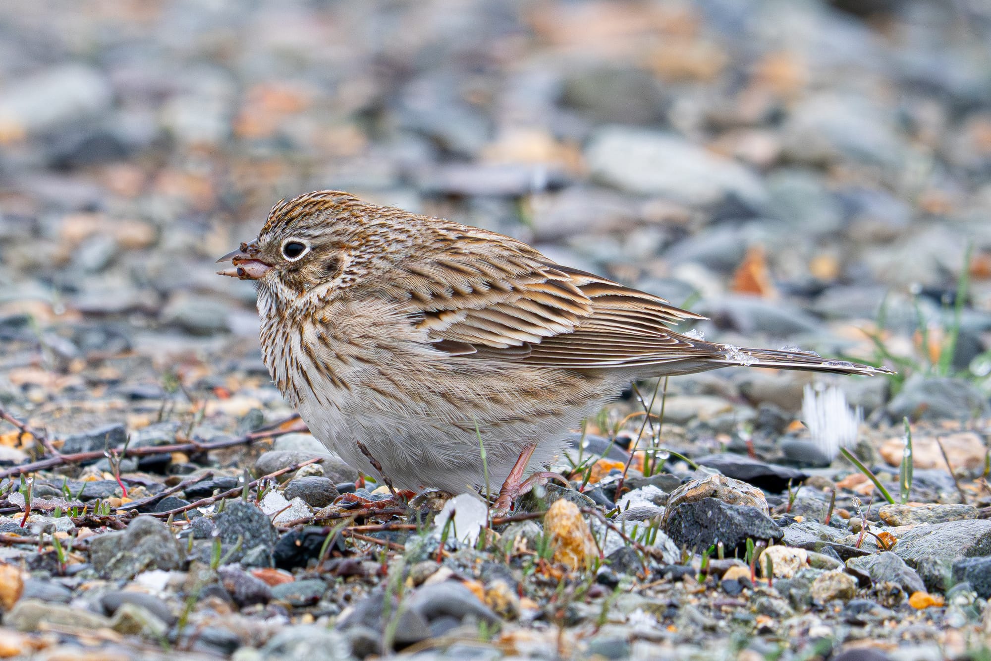 vesper sparrow