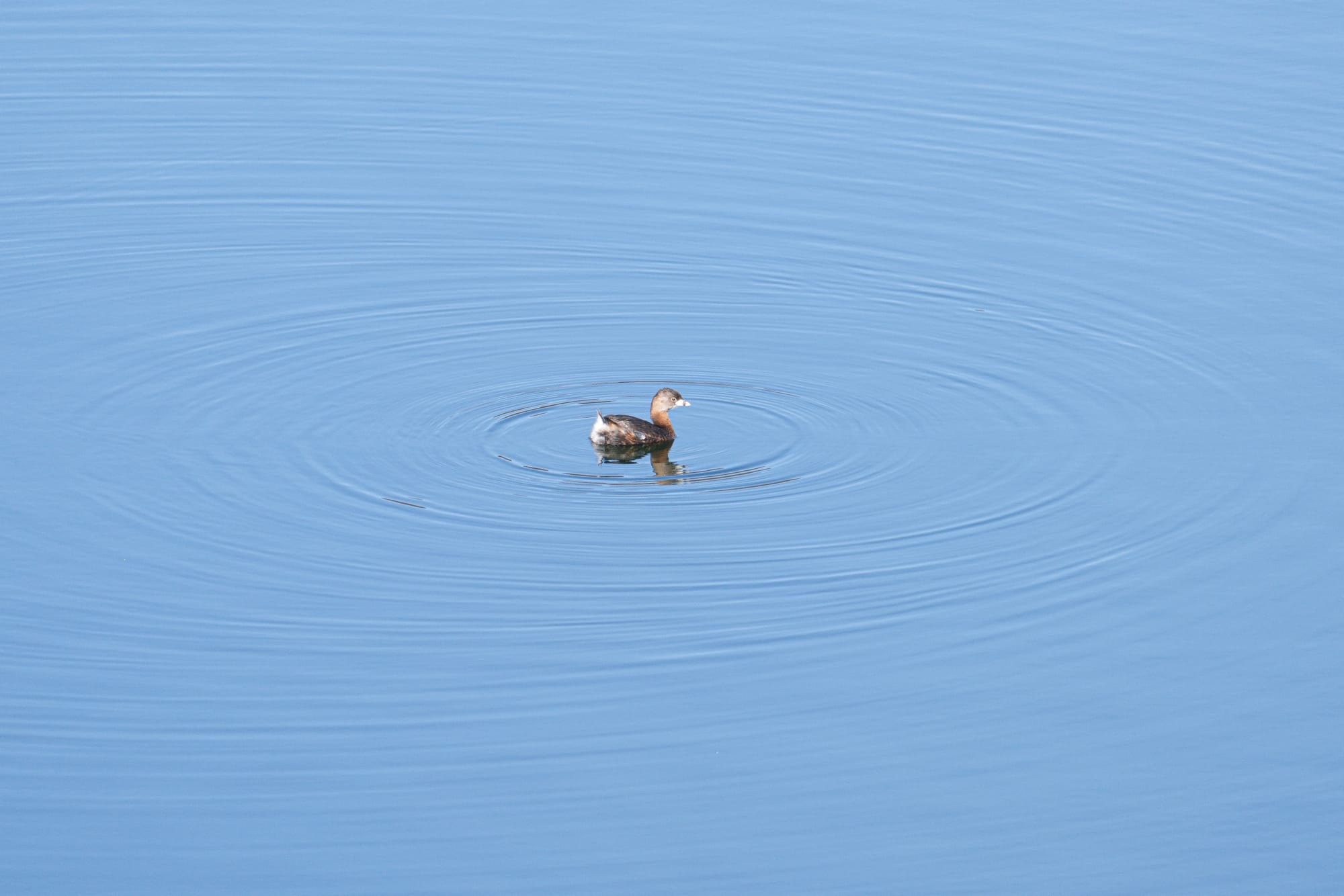 pied-billed grebe