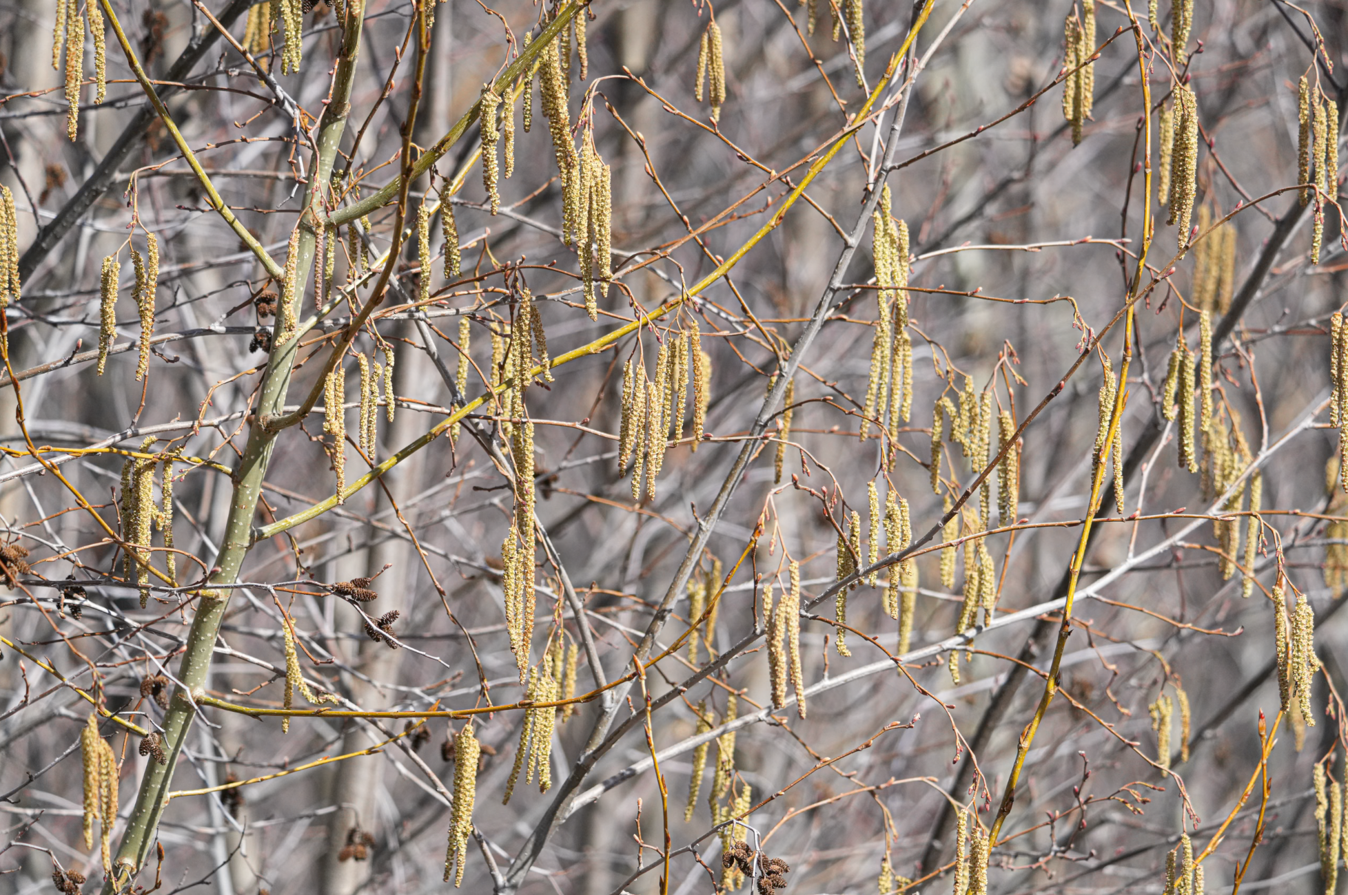 alder catkins