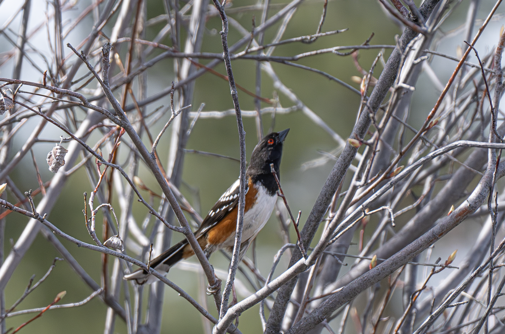 spotted towhee