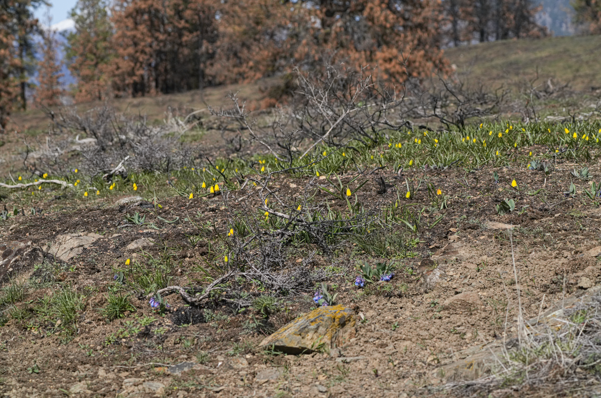 wildflowers in burn