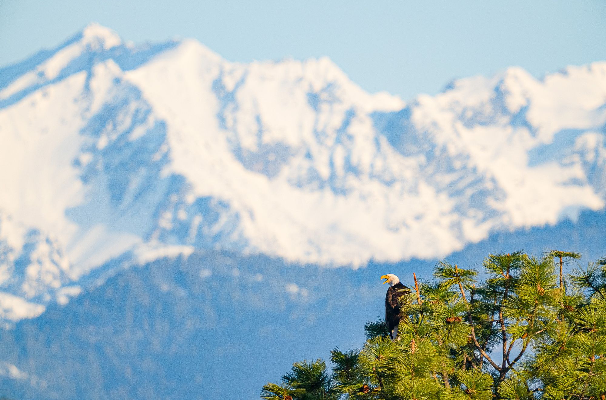 Bald eagle in pine tree