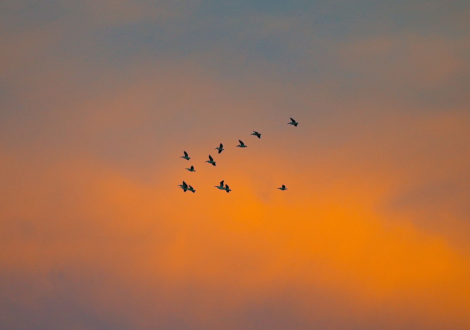 white pelicans and sunset