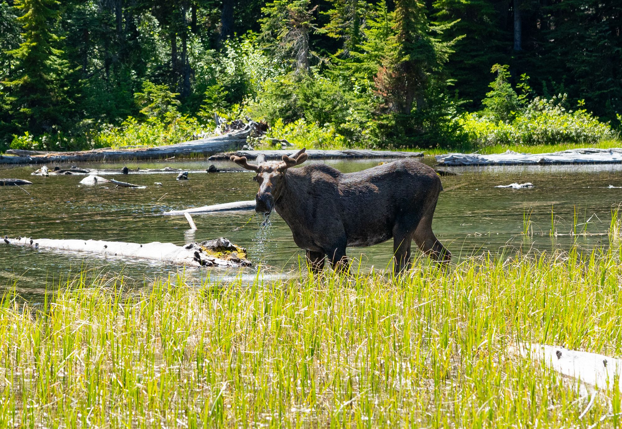 moose in lake
