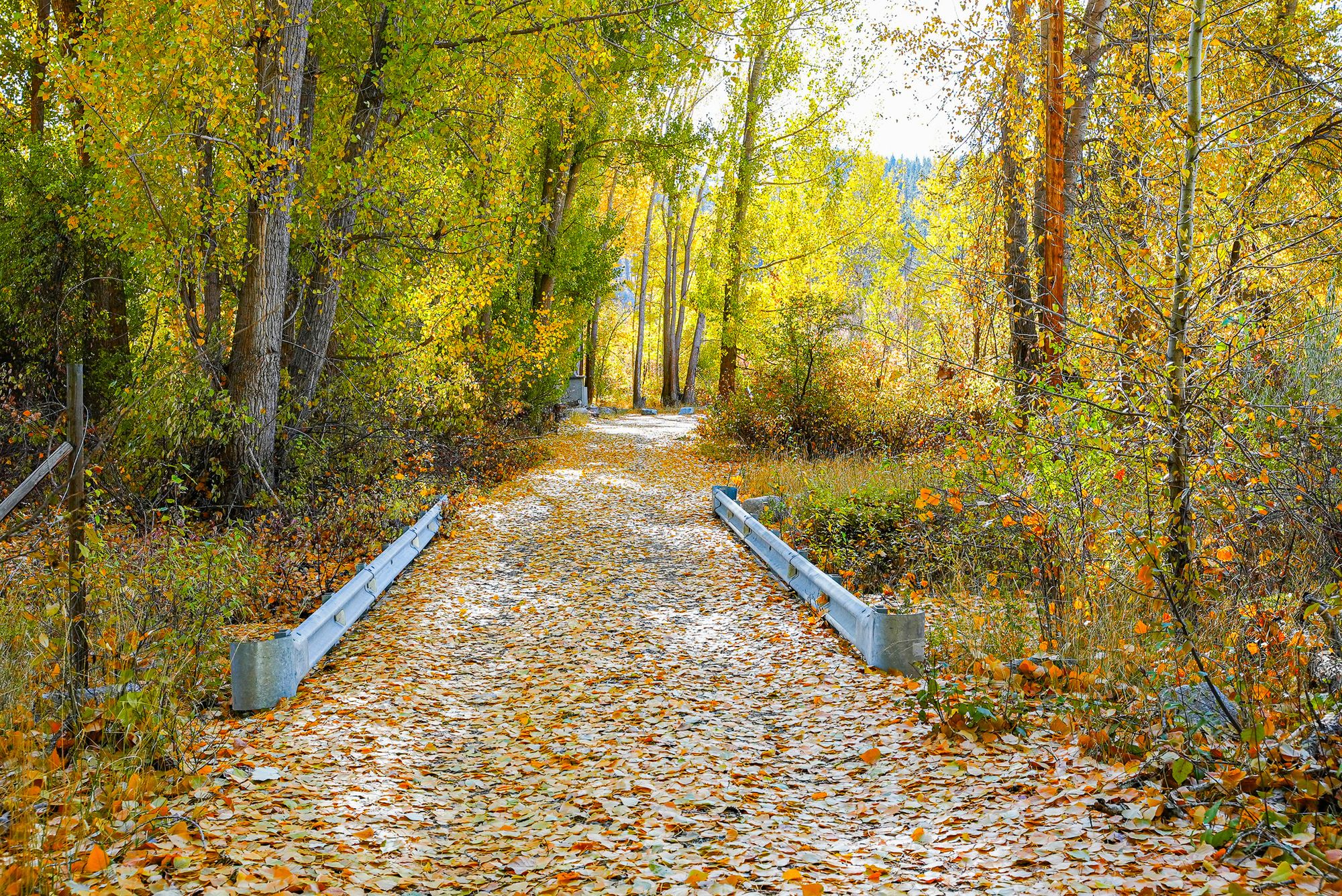 autumn leaves