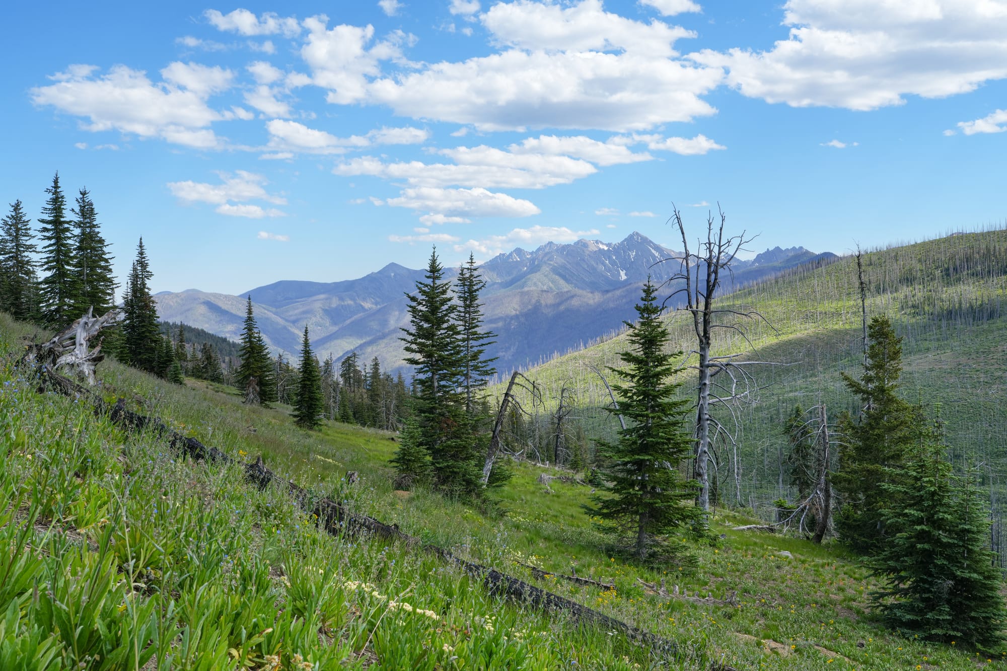 mountain meadow