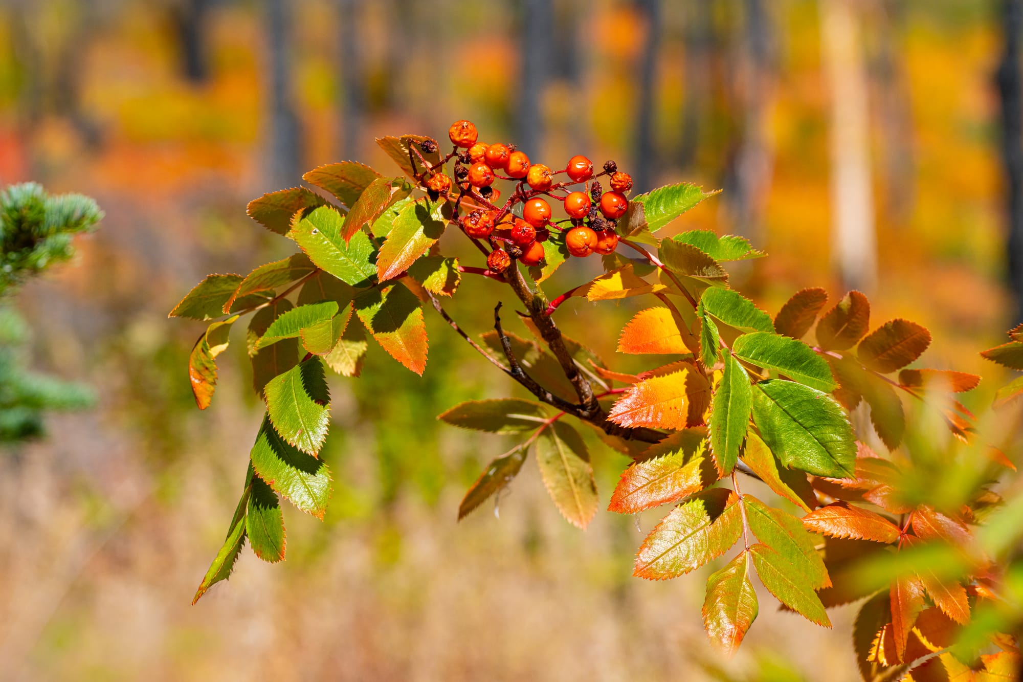 fall colors