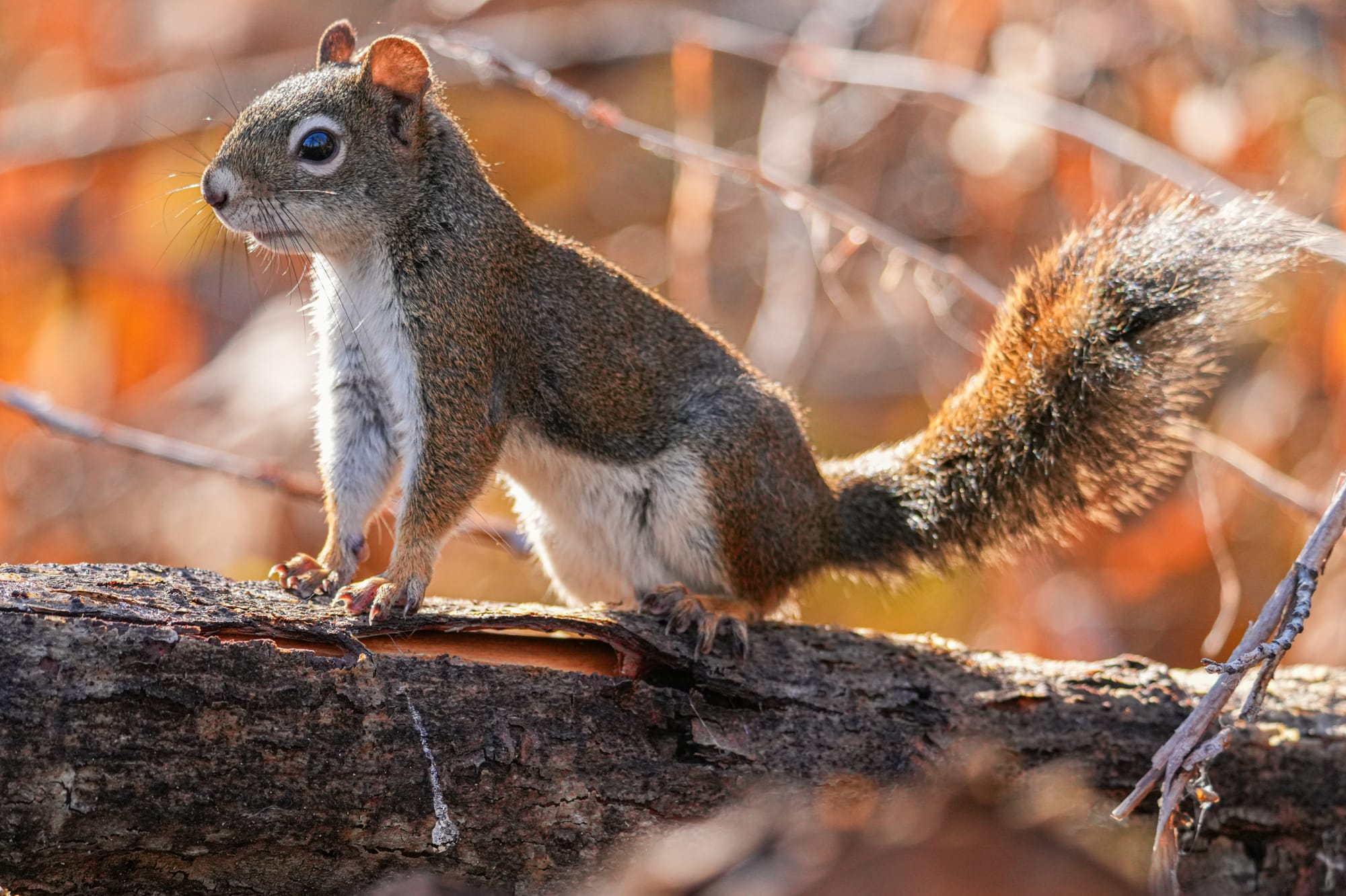 red squirrel