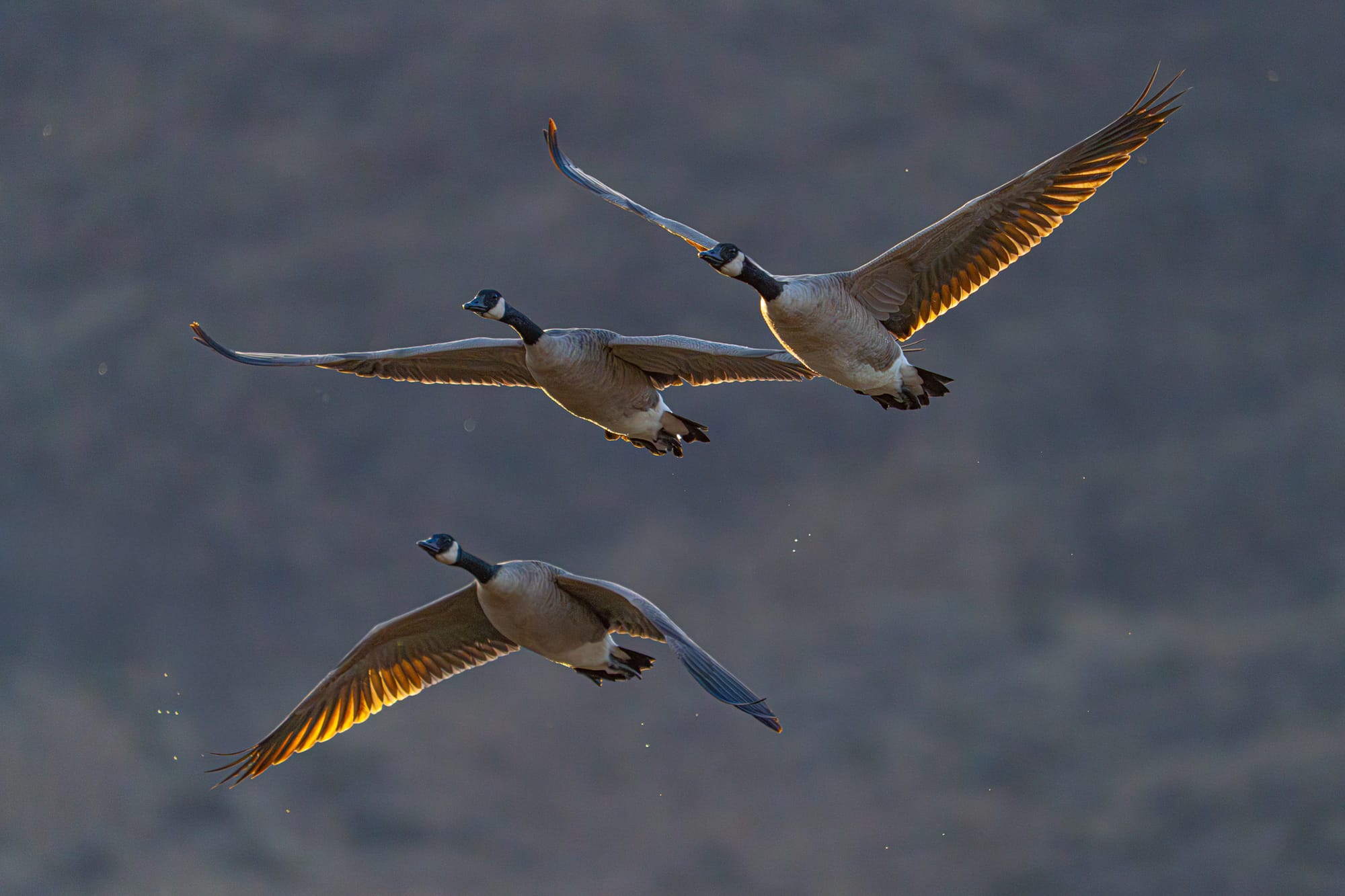 Canada geese