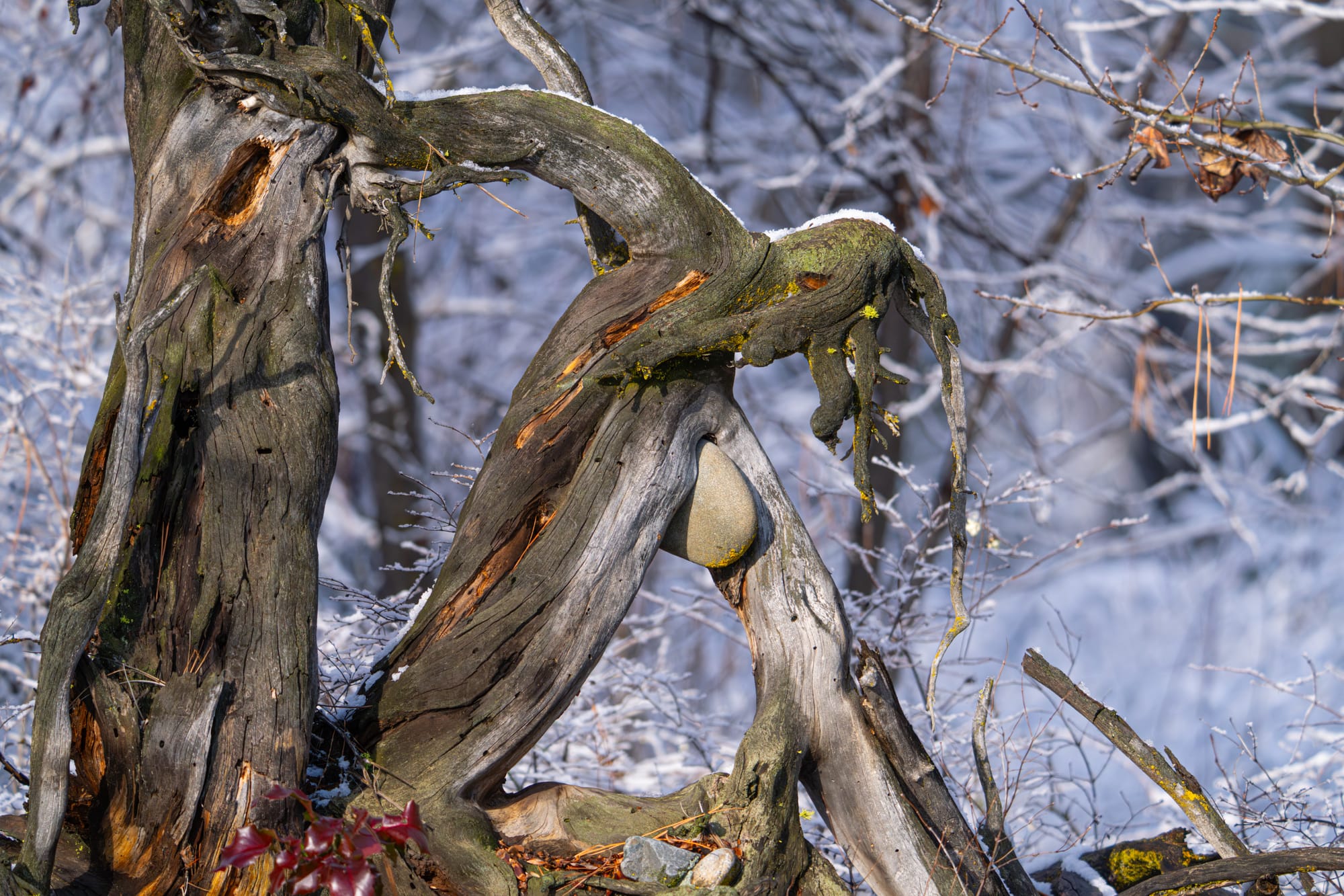 unusual wood formation