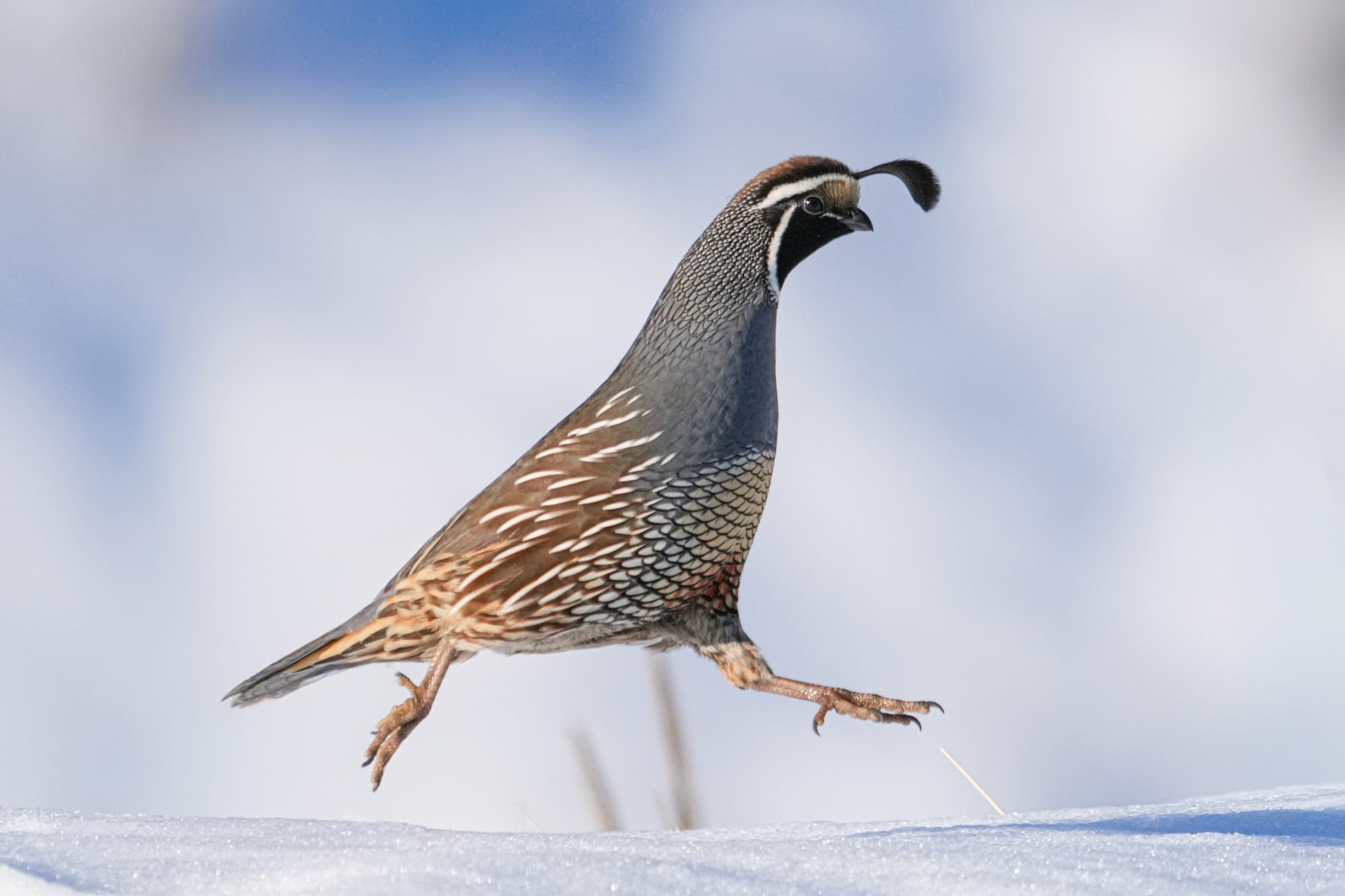 California quail