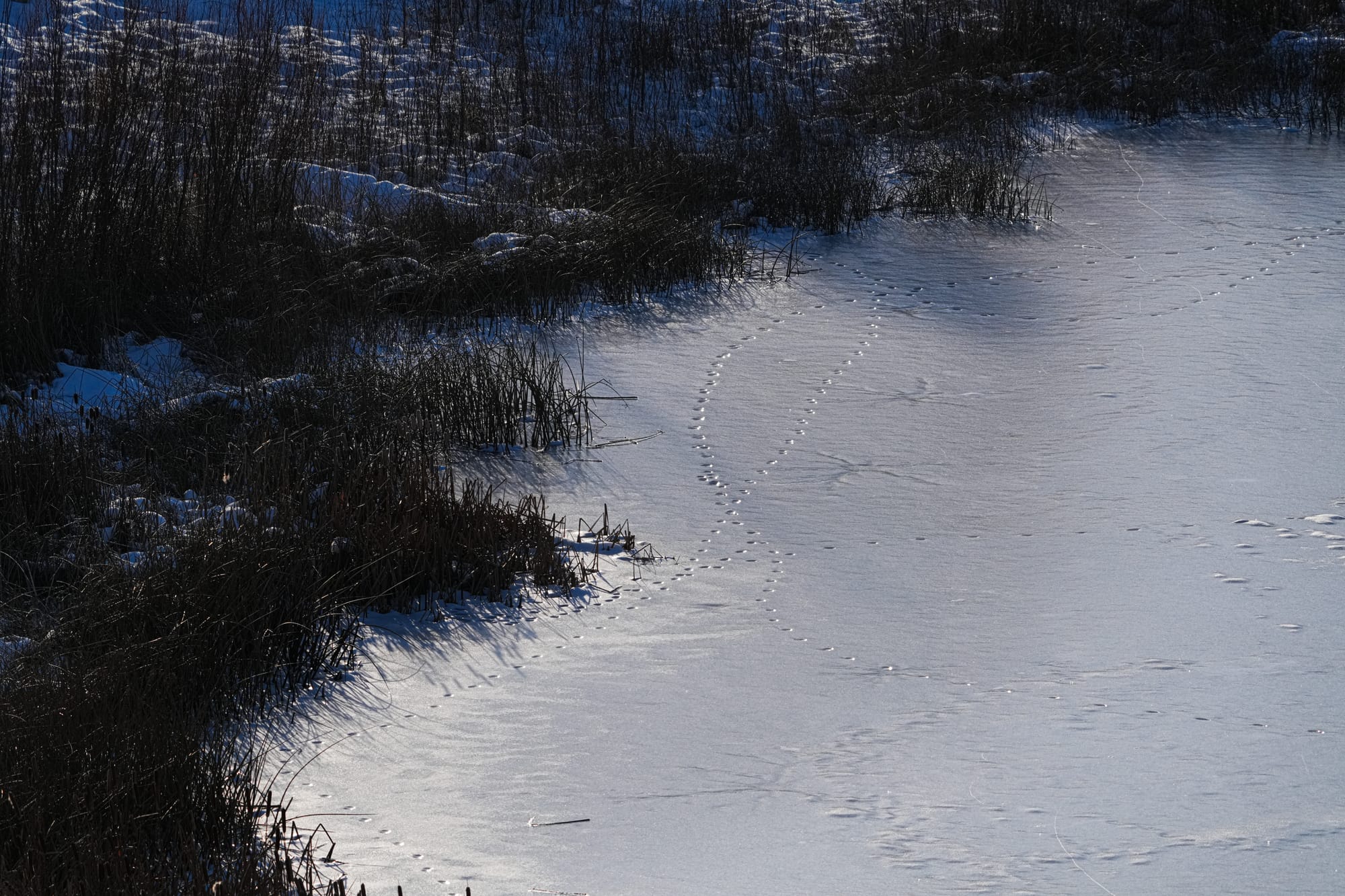 tracks in ice