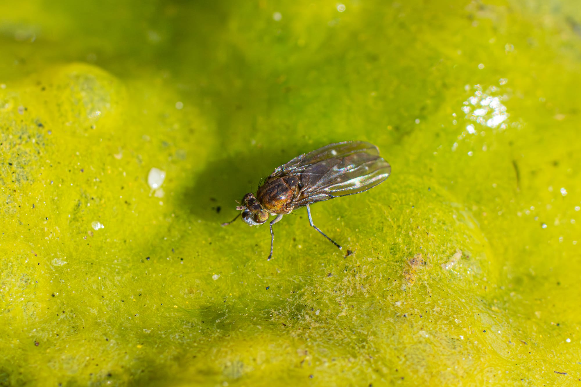fly on green algae