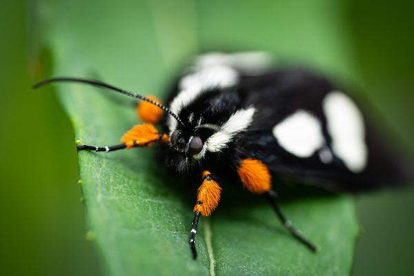 forester moth