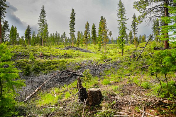 forest service logging