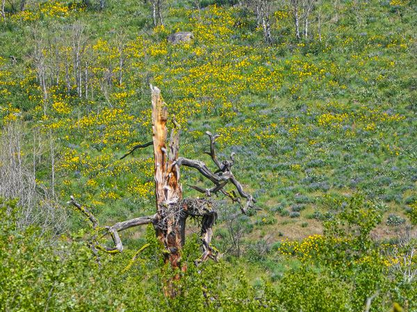 ospreys at nest