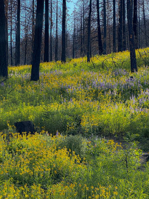 flowers in burned forest