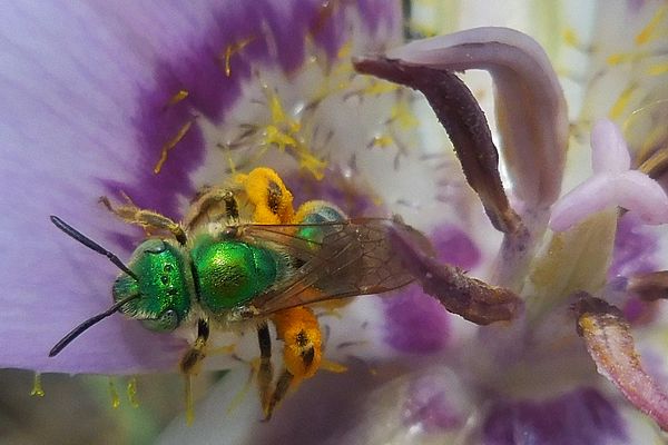 green metallic bee