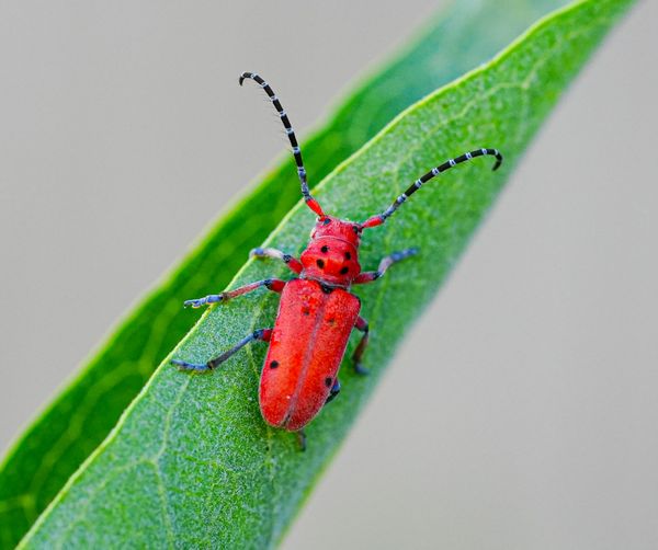 red milkweed beetle