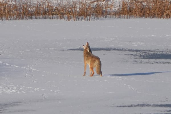 howling coyote