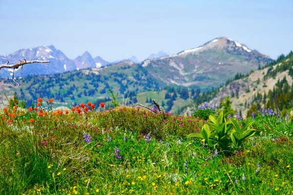 mountain flowers