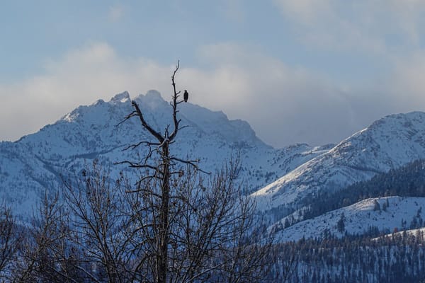 bald eagle in tree