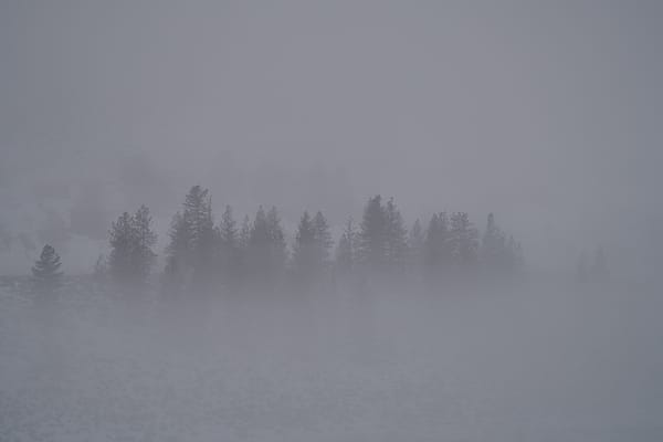 trees in fog