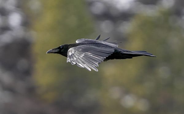 common raven